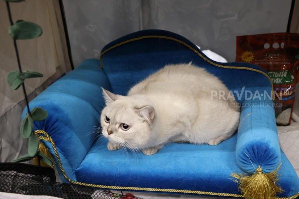 Зоопсихолог Петренко рассказала, почему кошки могут проявлять агрессию